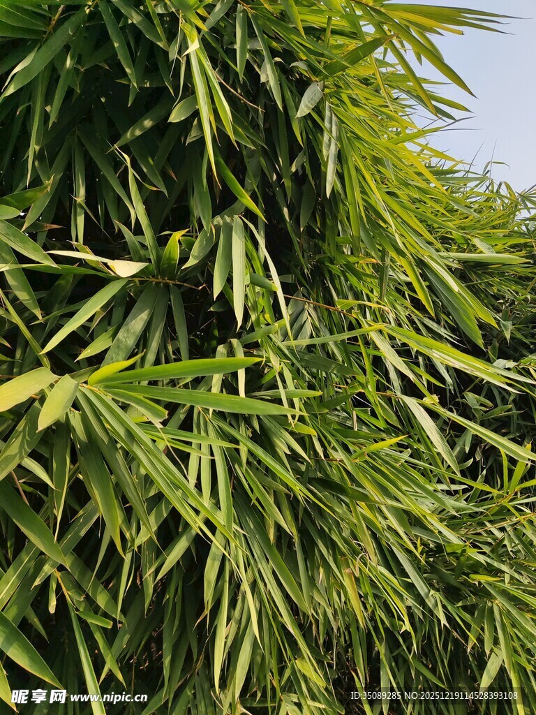 翠绿繁茂的竹叶景观