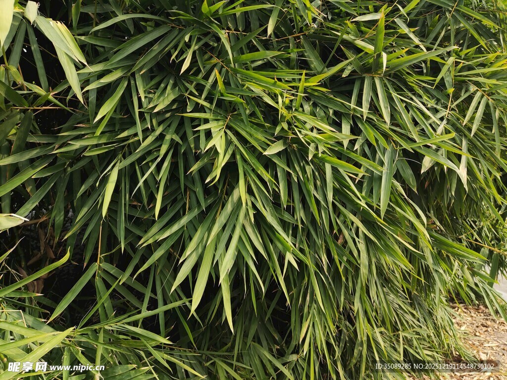 翠绿细长叶片的植物