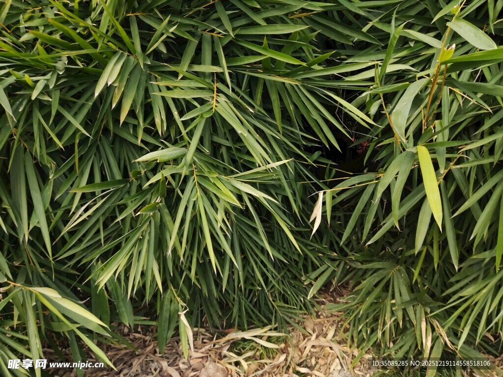 翠绿竹叶生机盎然