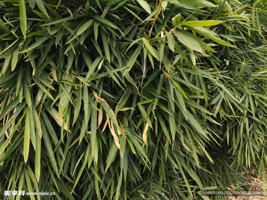 翠绿竹叶丛生景象