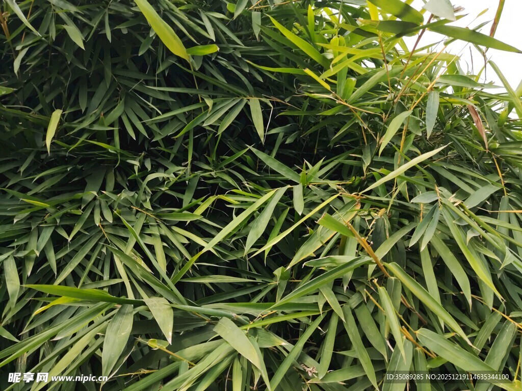 翠绿竹叶生机盎然