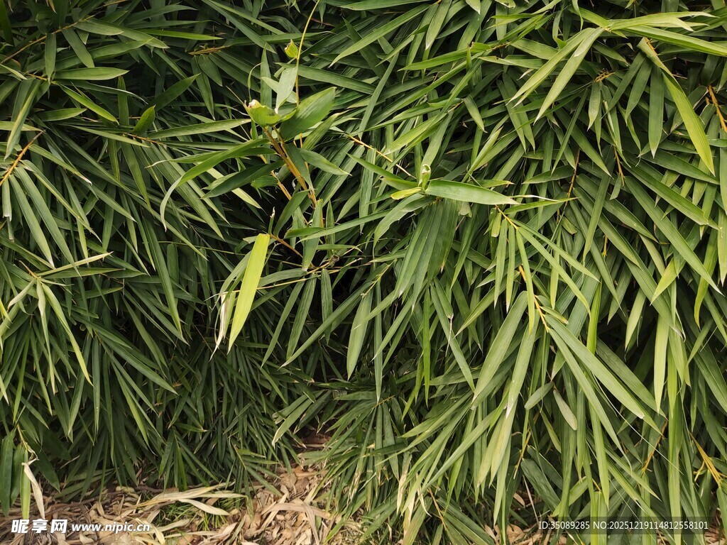 翠绿修长的植物叶片