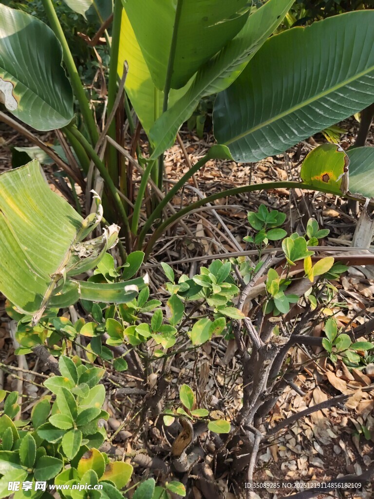 地面绿植与繁茂叶片景象