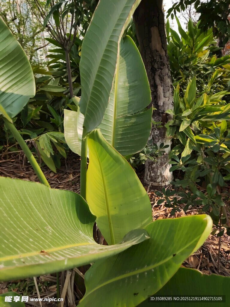 翠绿芭蕉叶自然植物景