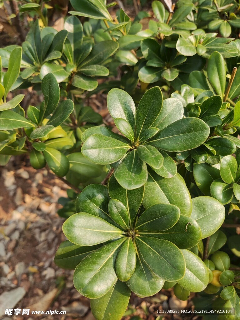 翠绿海桐植物特写
