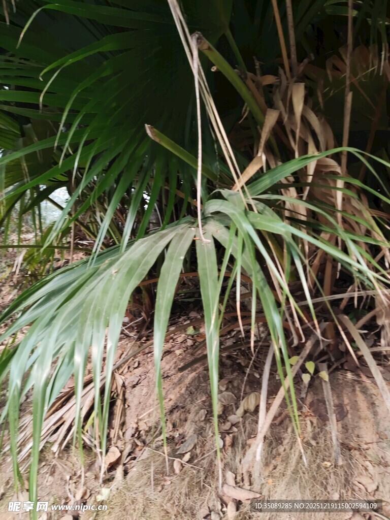 野外生长的独特棕榈植物