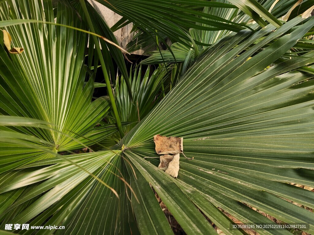 棕榈叶间的可爱猫咪