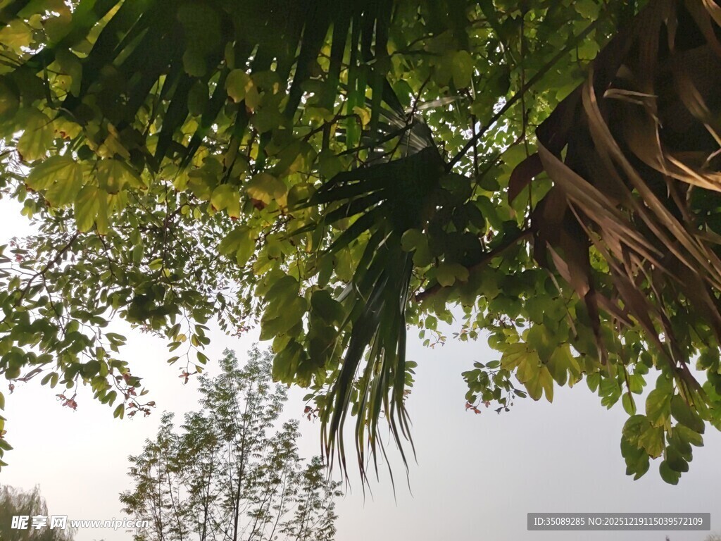 仰视繁茂绿植景观