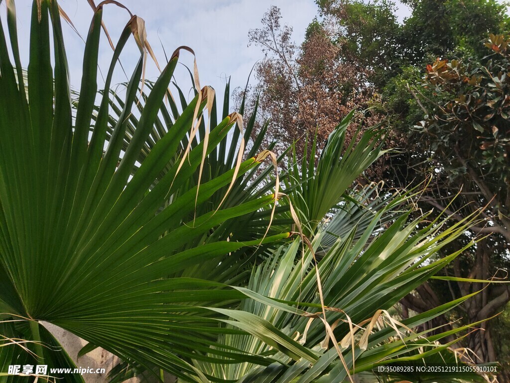 翠绿棕榈叶与繁茂植物