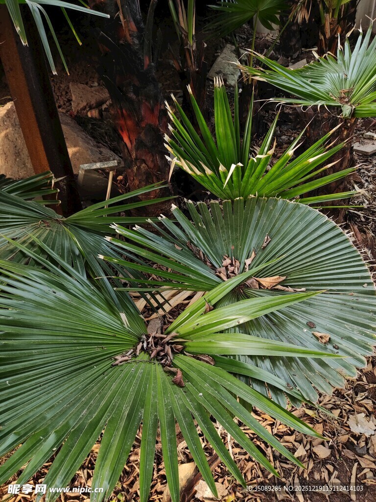 翠绿蒲葵叶尽显自然生机