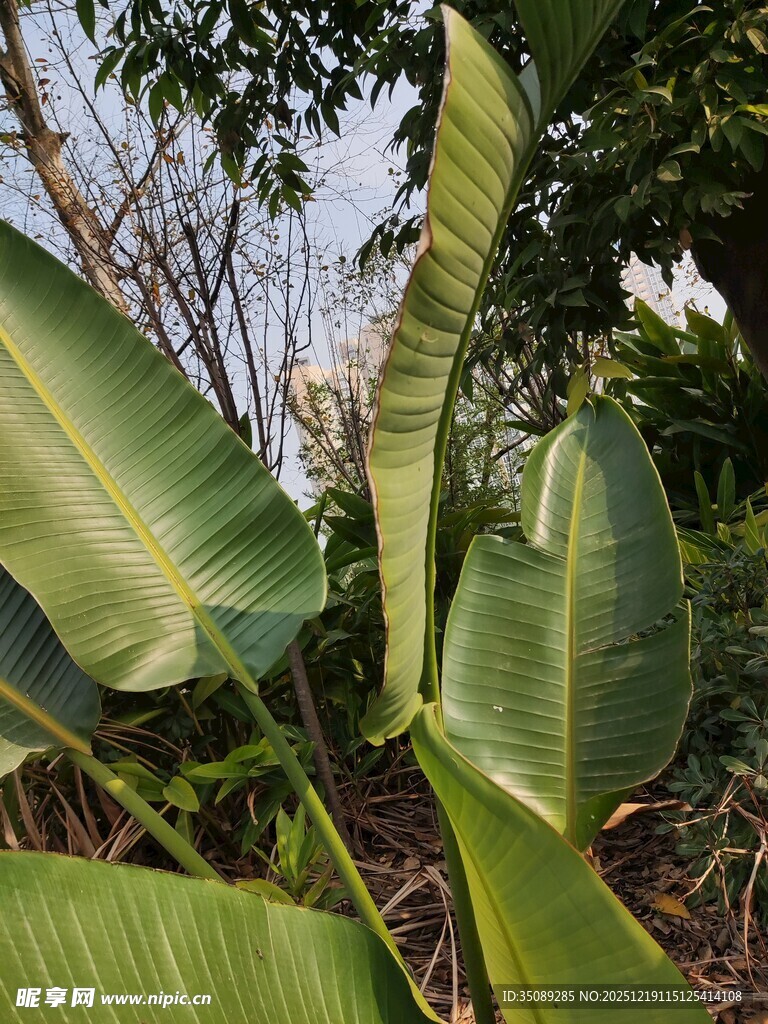 翠绿芭蕉叶特写