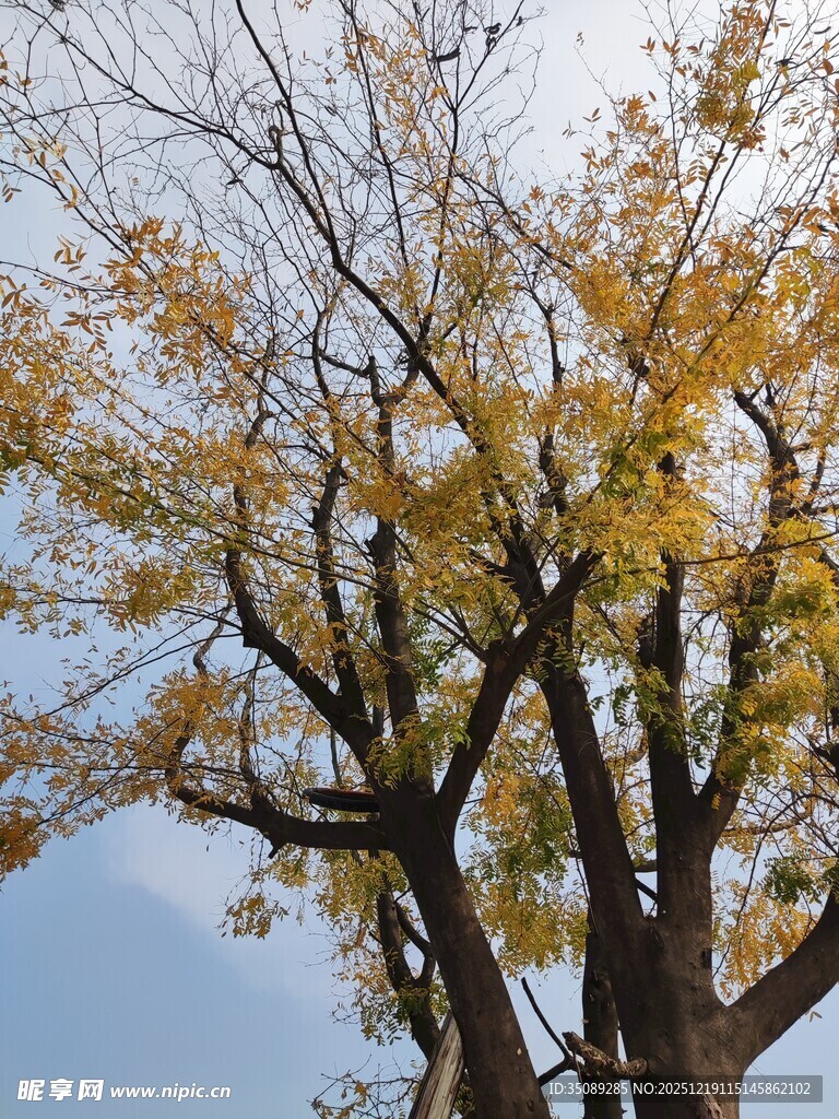 秋日银杏树枝叶繁茂
