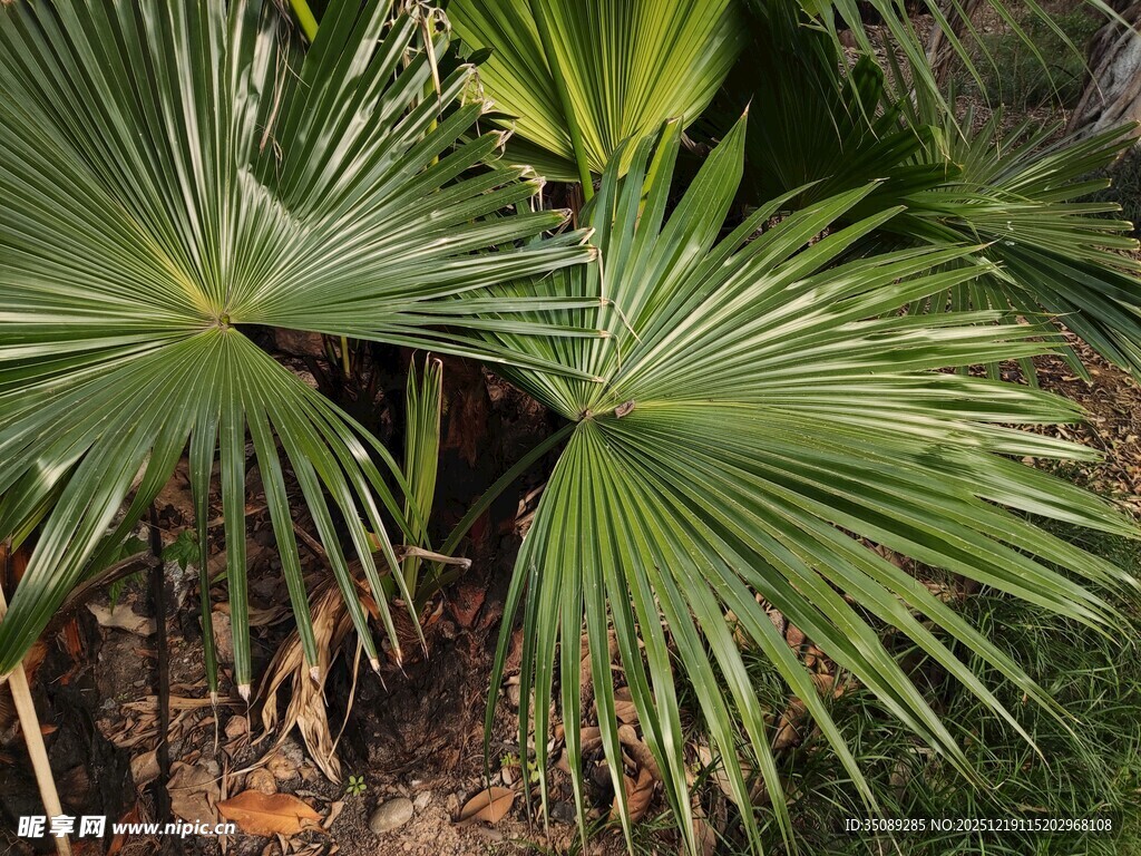 扇形棕榈叶特写