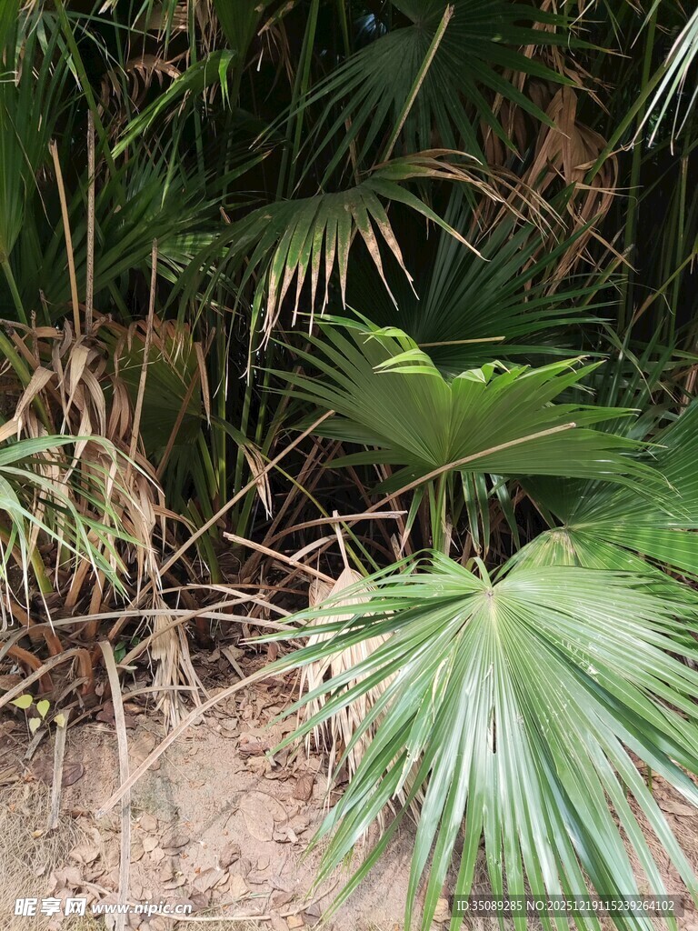 野外生长的扇形棕榈植物