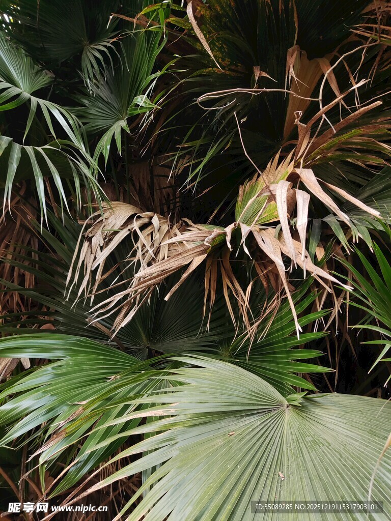 热带植物景观中的多样叶片