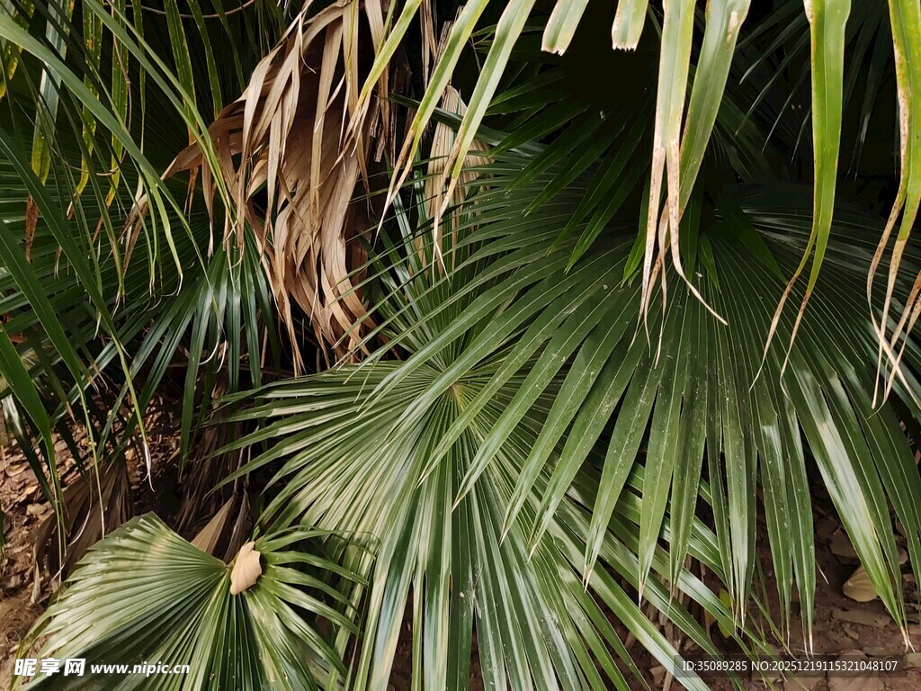 翠绿棕叶展现自然生机