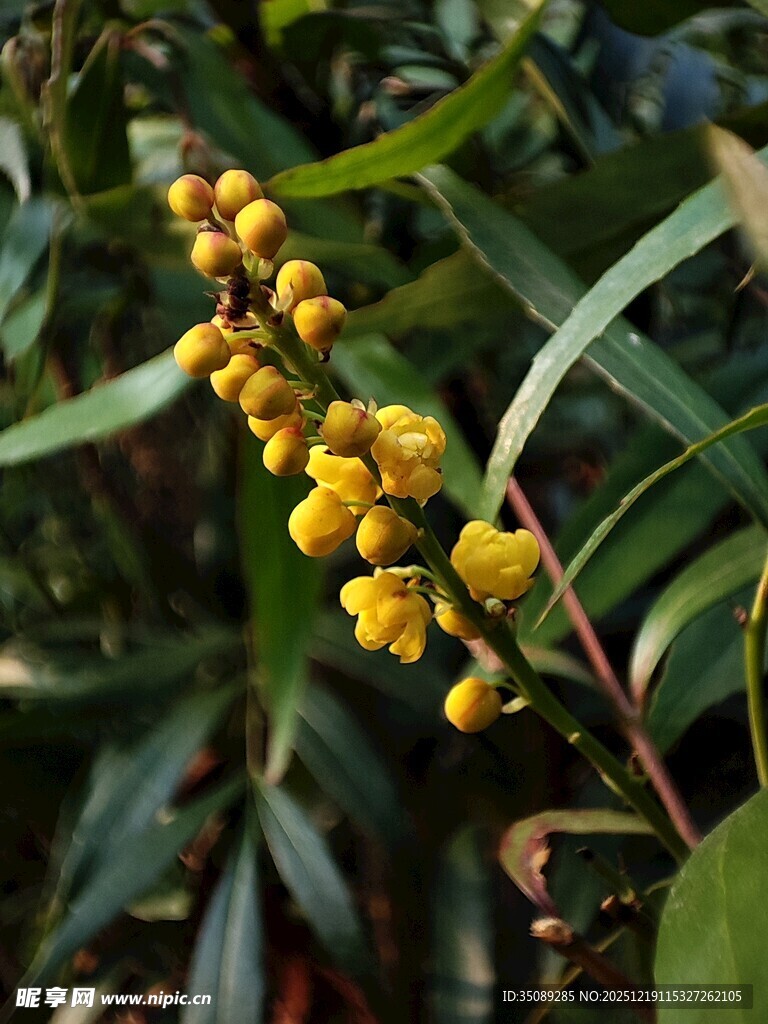 金黄小檗花绽放绿叶间