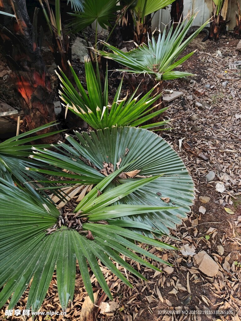 庭院中的翠绿扇形棕榈叶