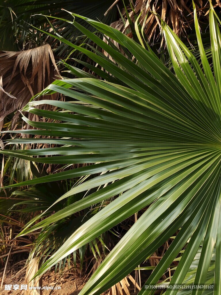 扇形绿叶的棕榈植物特写