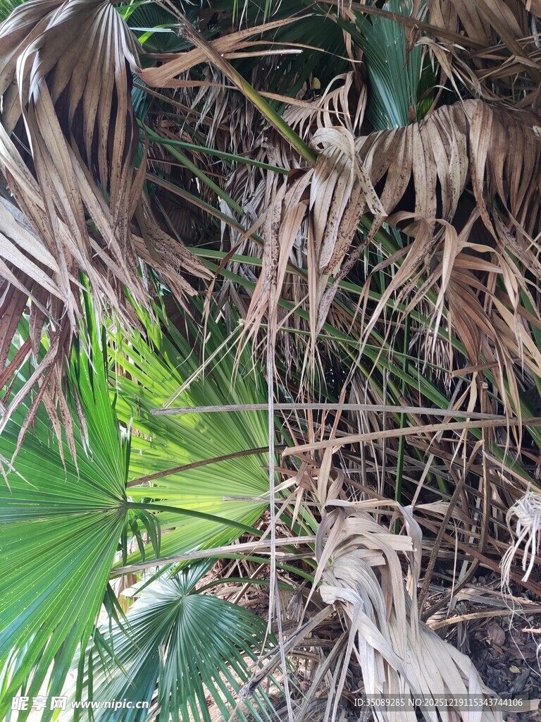 枯萎与生机并存的植物景象