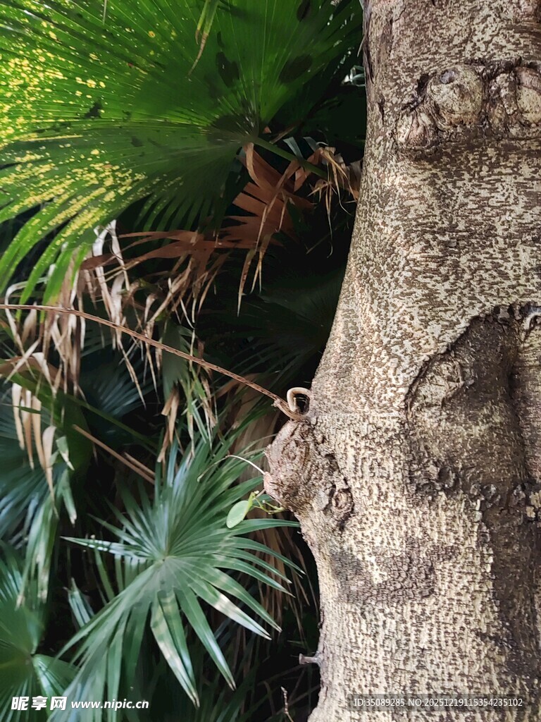 树干上的蜥蜴与绿植