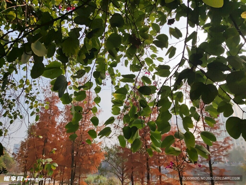 秋日红叶绿树交织美景