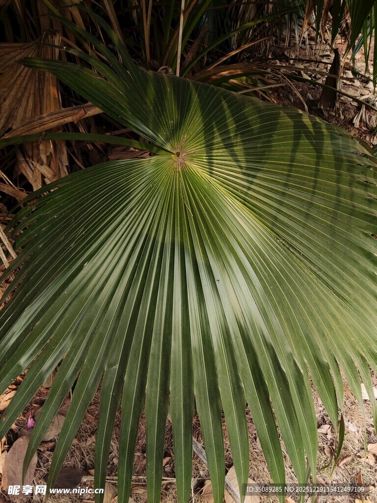 扇形棕榈叶特写