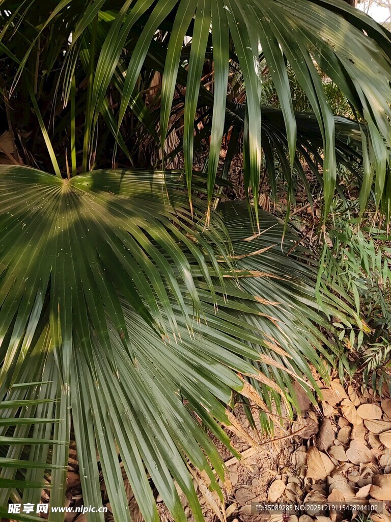 翠绿棕榈叶自然植物景观