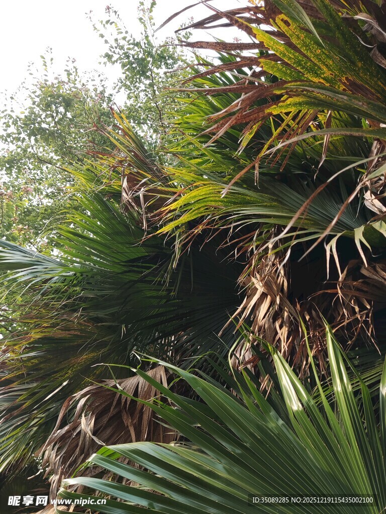 茂盛的棕榈植物景观