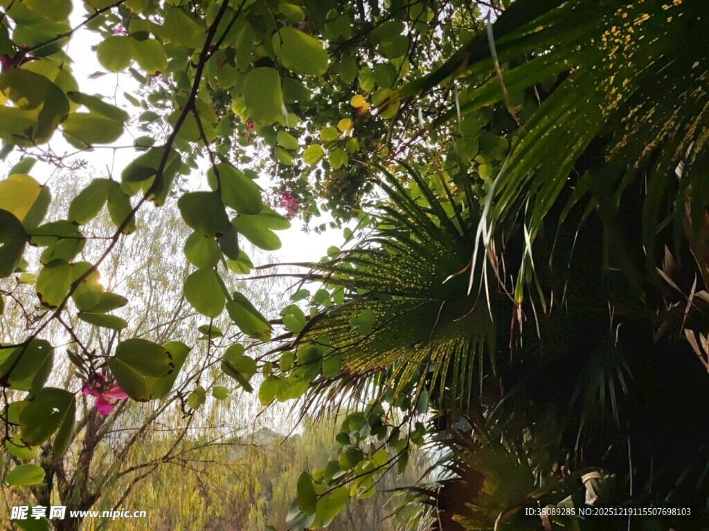 繁茂绿植间的自然景致