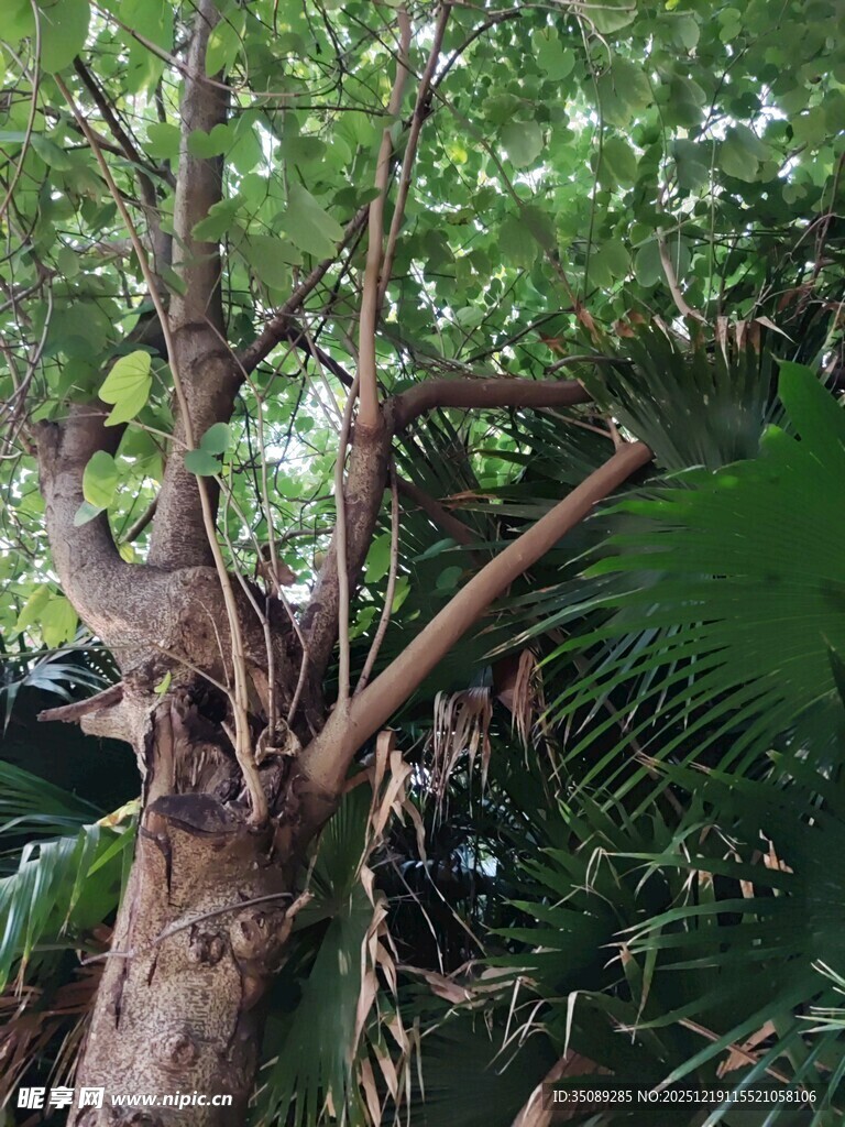 繁茂大树与周边绿植景观