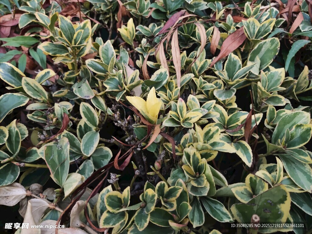 多彩斑纹植物特写
