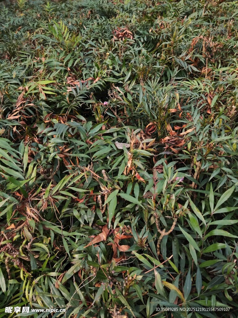 荔枝种植园景象