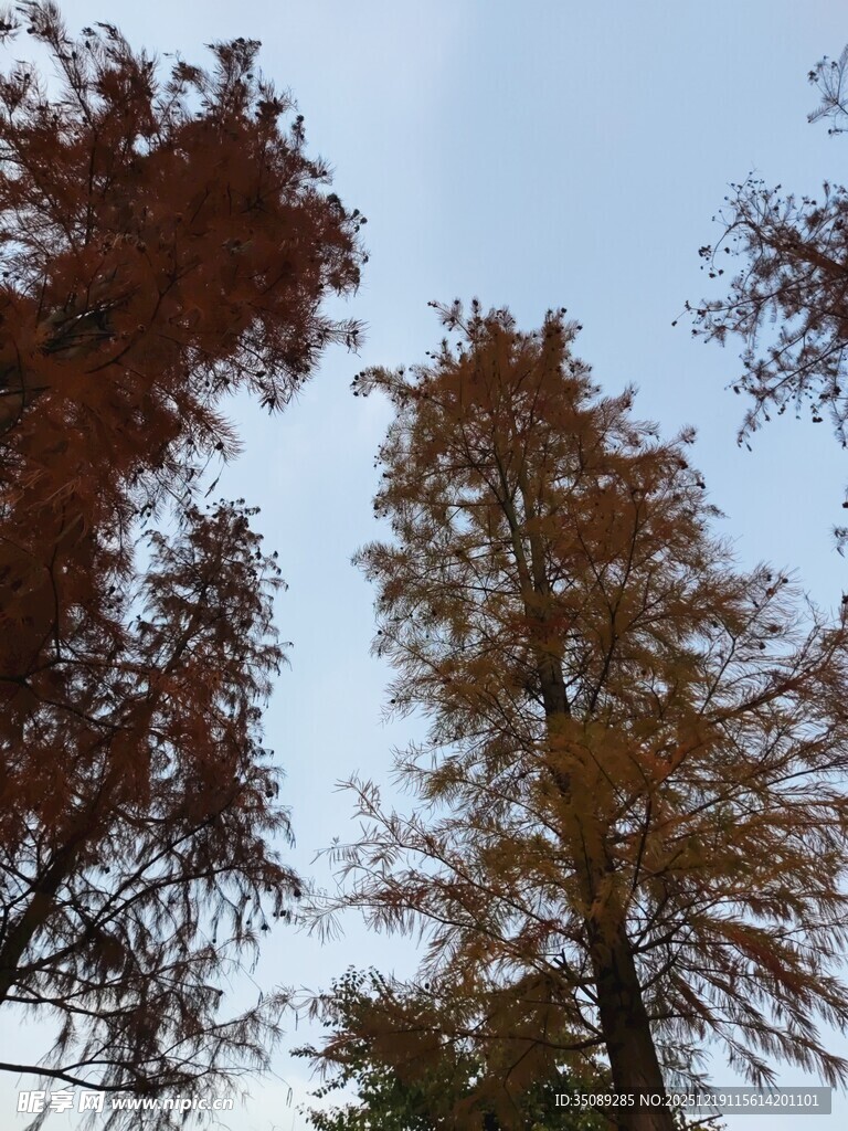 秋日仰拍挺拔变色树木