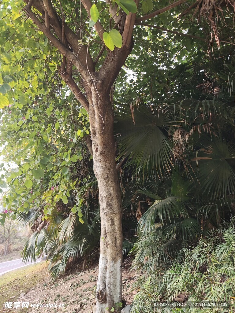 路旁绿树自然清新景致