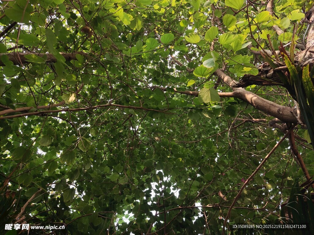 茂密树林中的繁茂枝叶