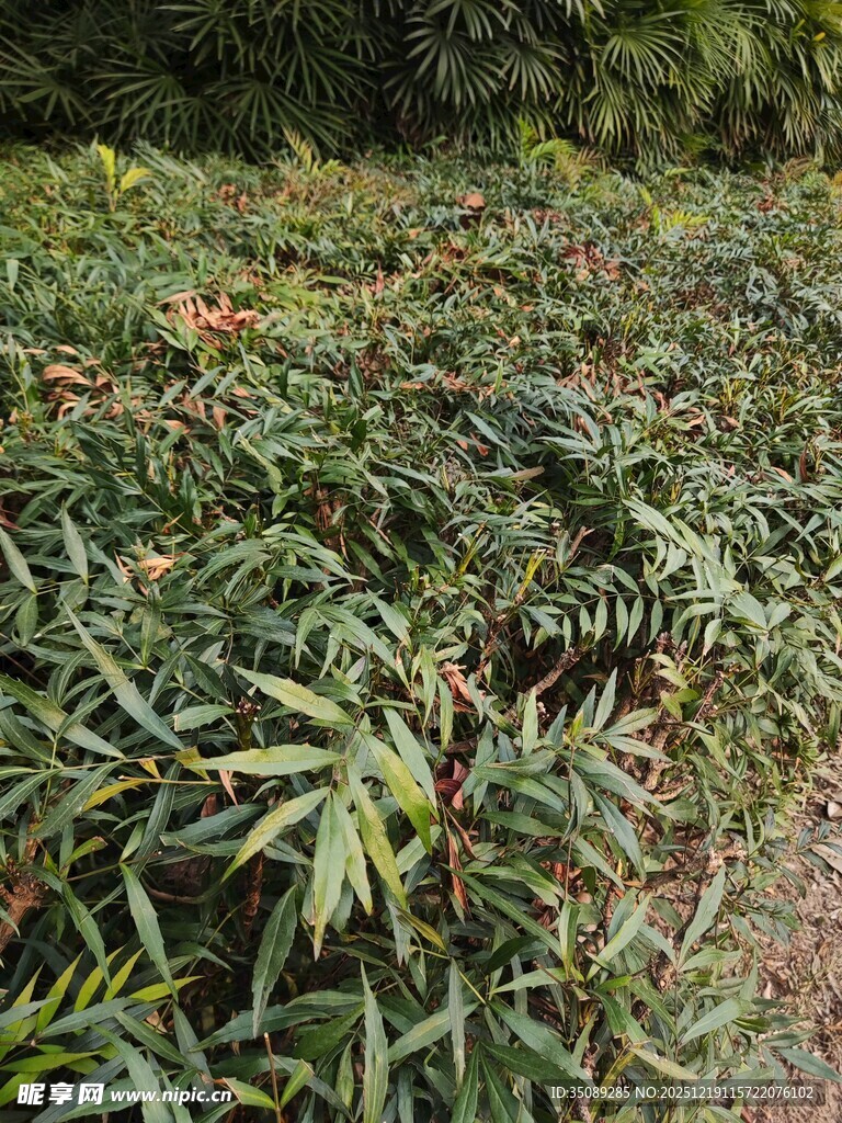 茂密绿植景观
