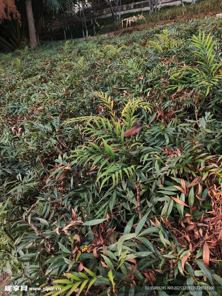 多彩枝叶的植物景观