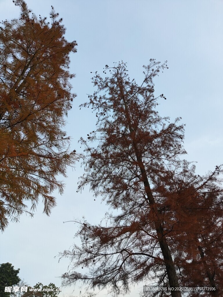 秋日挺拔水杉树