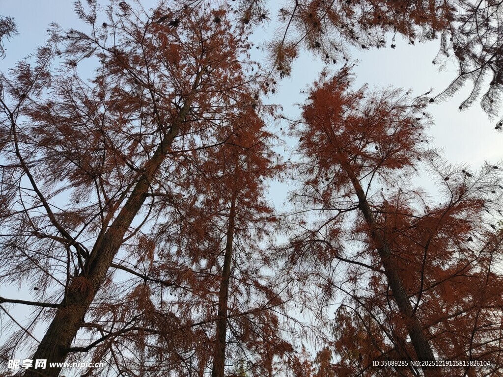 仰视红杉树的壮丽景象