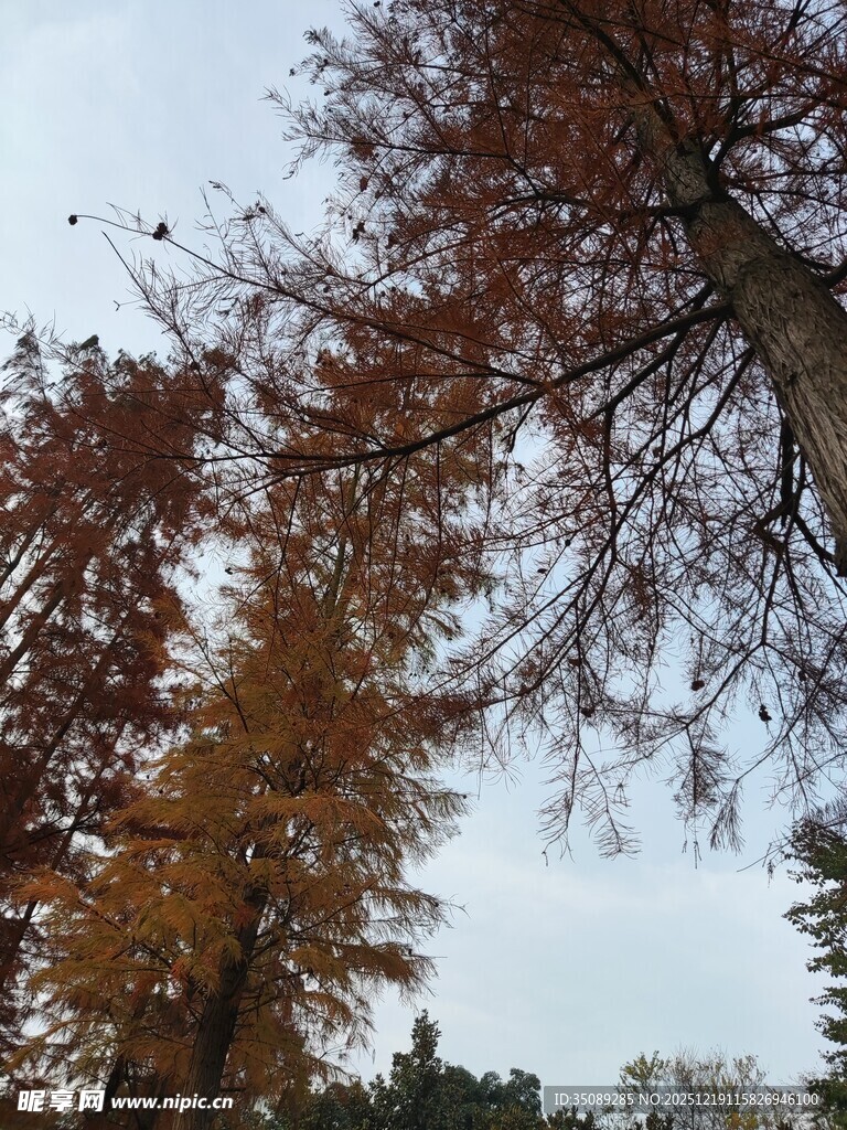 秋日金黄树木景致