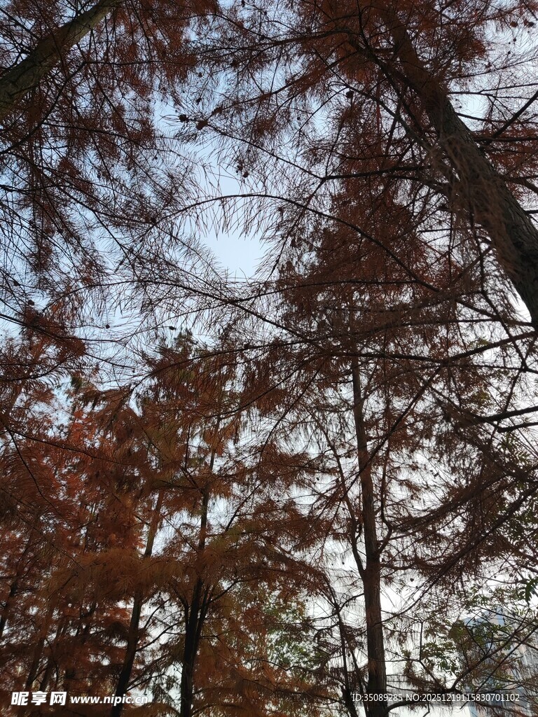 秋日树梢斑斓枝叶映天