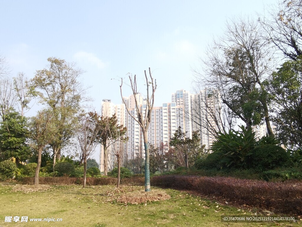 城市公园中的树木与高楼