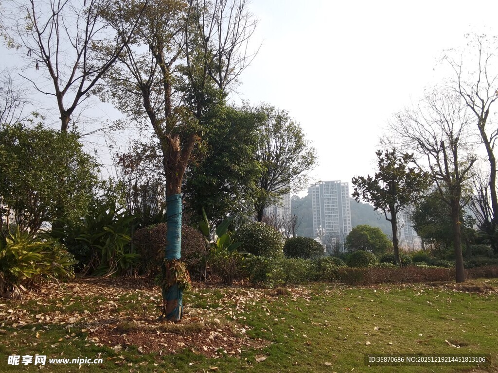 秋日公园落叶与树木景观