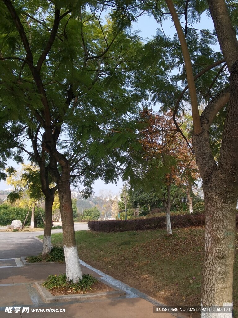 林荫小道的静谧风光