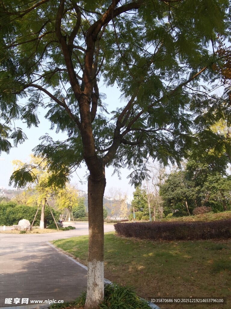 路边绿树成荫的宁静景象