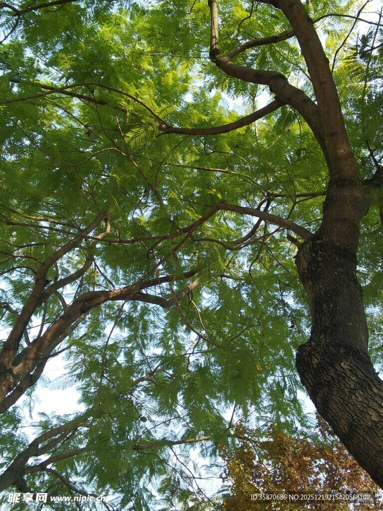 夏日繁茂绿树仰视景象