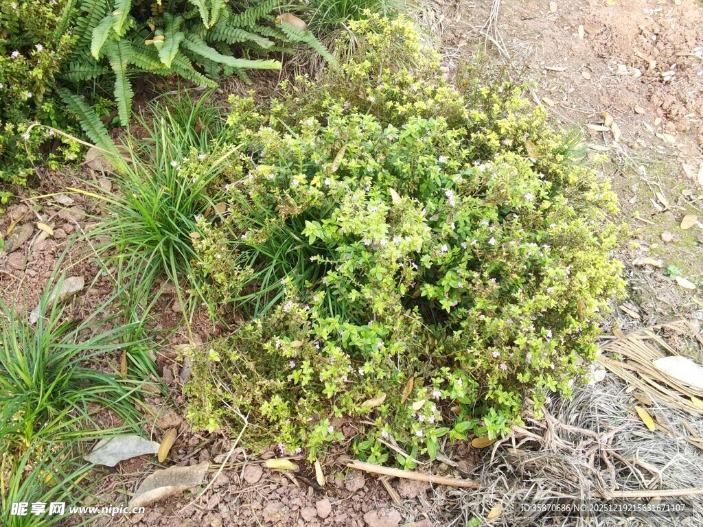 翠绿灌木植物景观