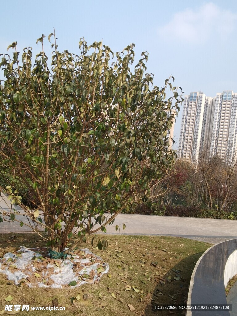 路边绿植生机盎然