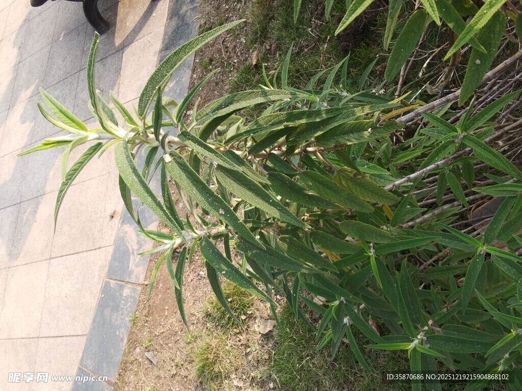 路边嫩绿植物特写